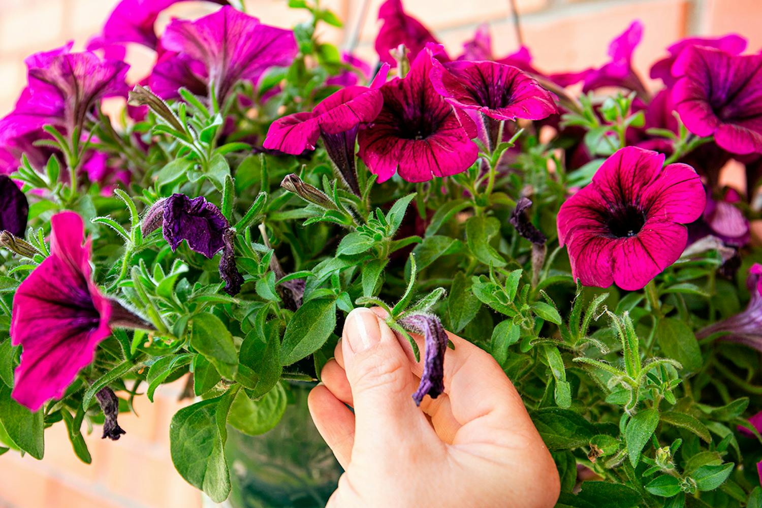 Ta bort vissna blommor i trädgården i juli Ta bort vissna blomställningar och knoppar i trädgården i juli